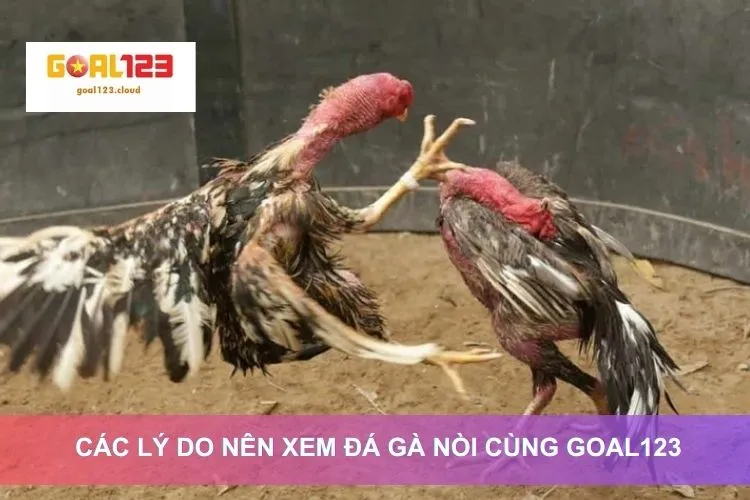 Các lý do nên xem đá gà nòi cùng GOAL123 