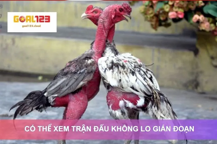 Có thể xem trận đấu không lo gián đoạn