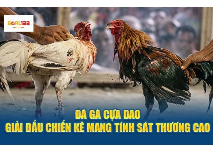 Đá gà cựa dao