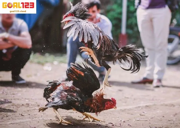 Chứng kiến những pha rượt đuổi mãnh liệt 