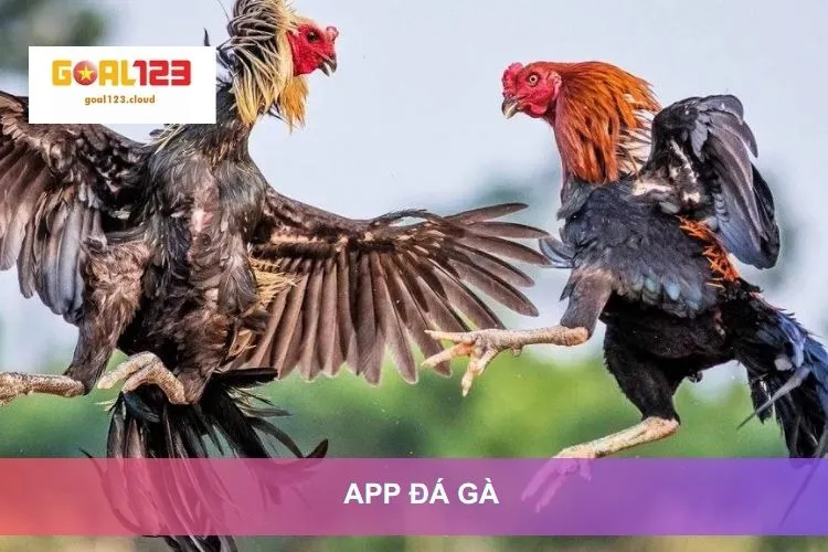 App đá gà